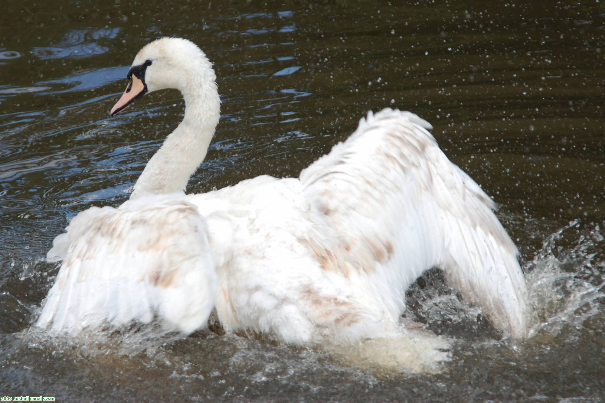 2009 Rushall canal swan