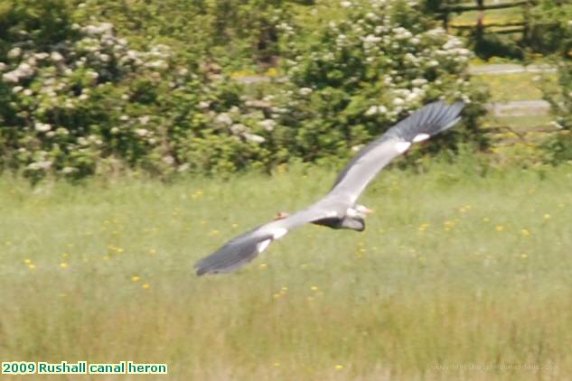 2009 Rushall canal heron