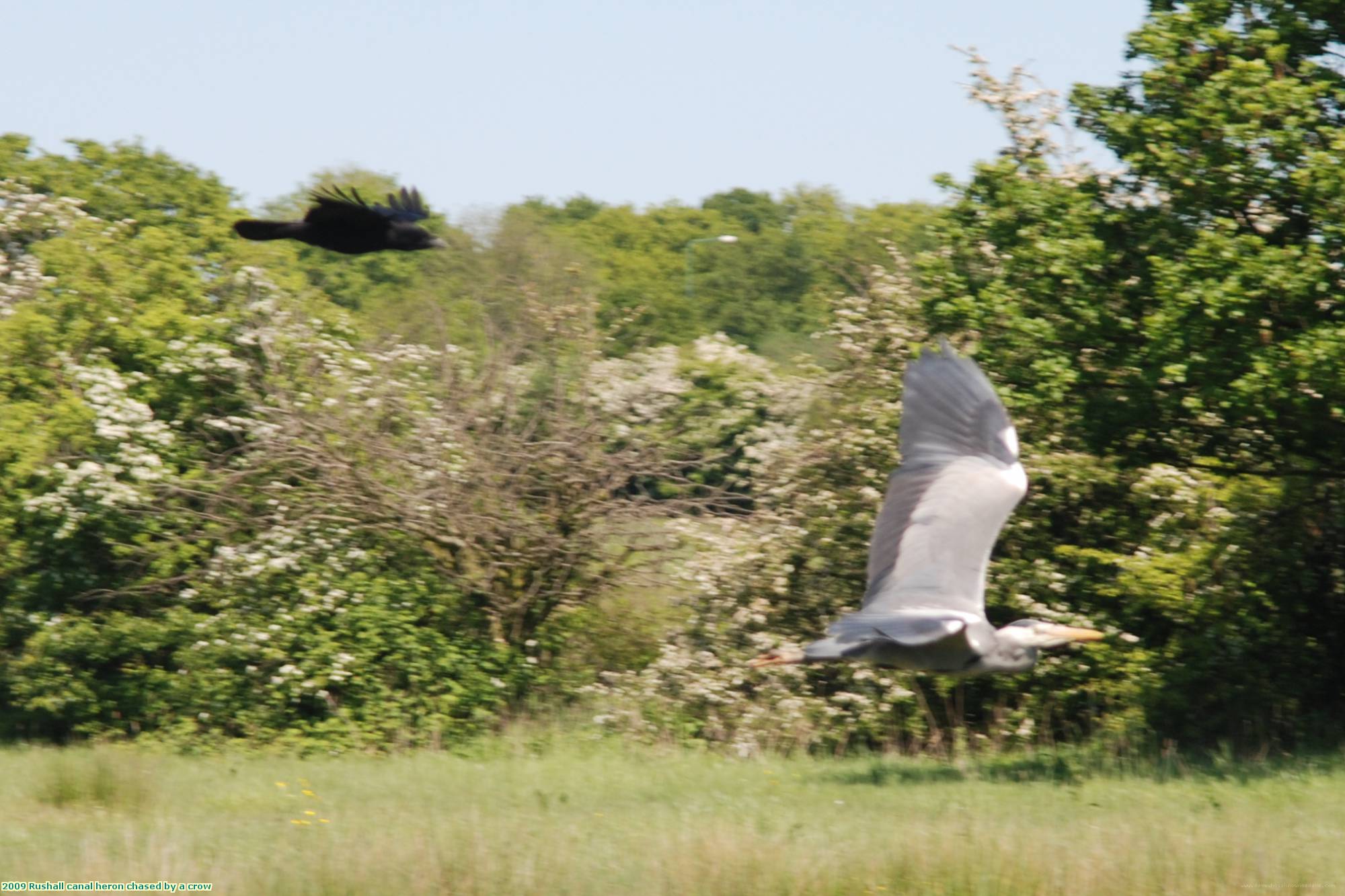 2009 Rushall canal heron chased by a crow