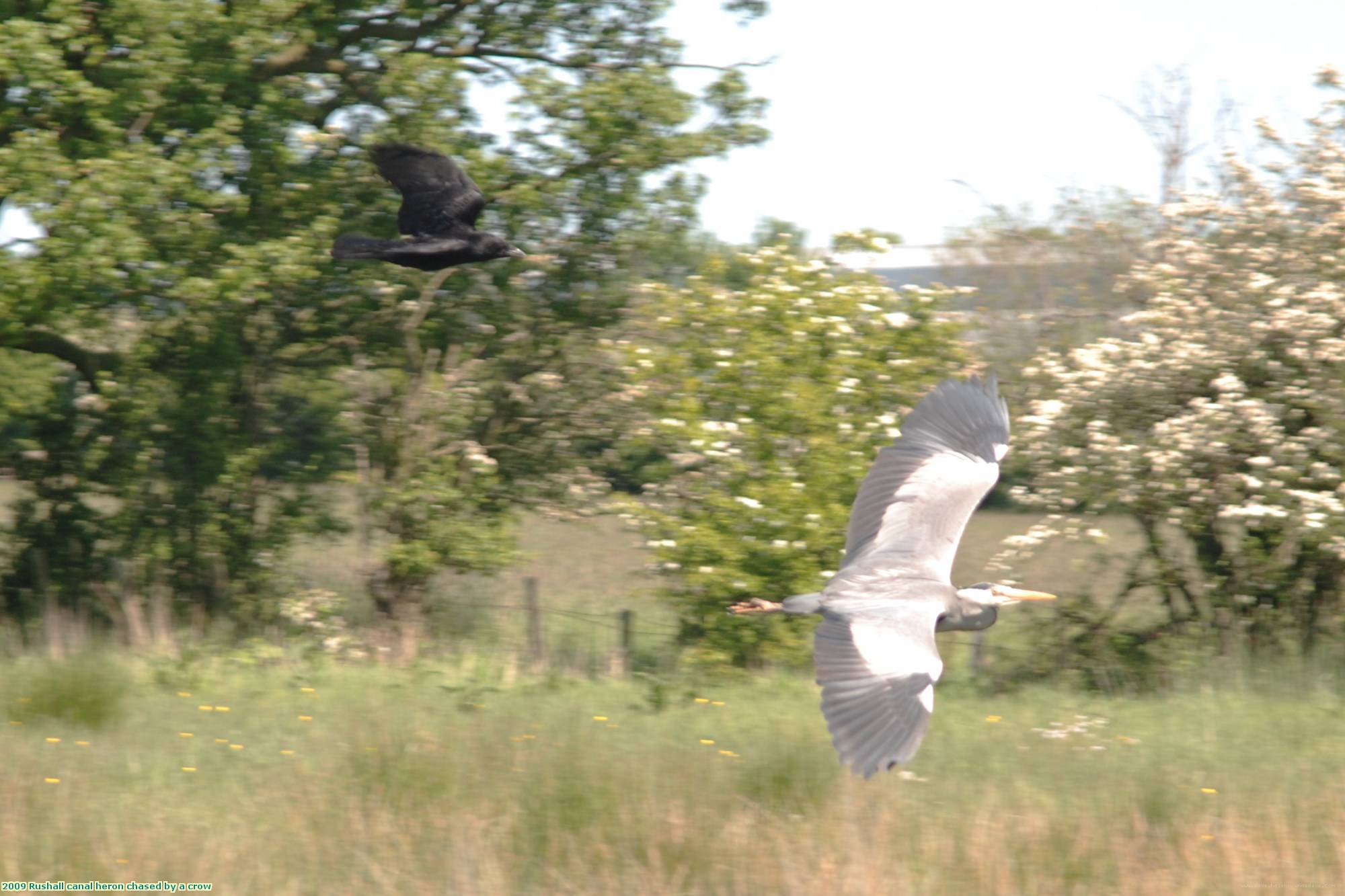 2009 Rushall canal heron chased by a crow