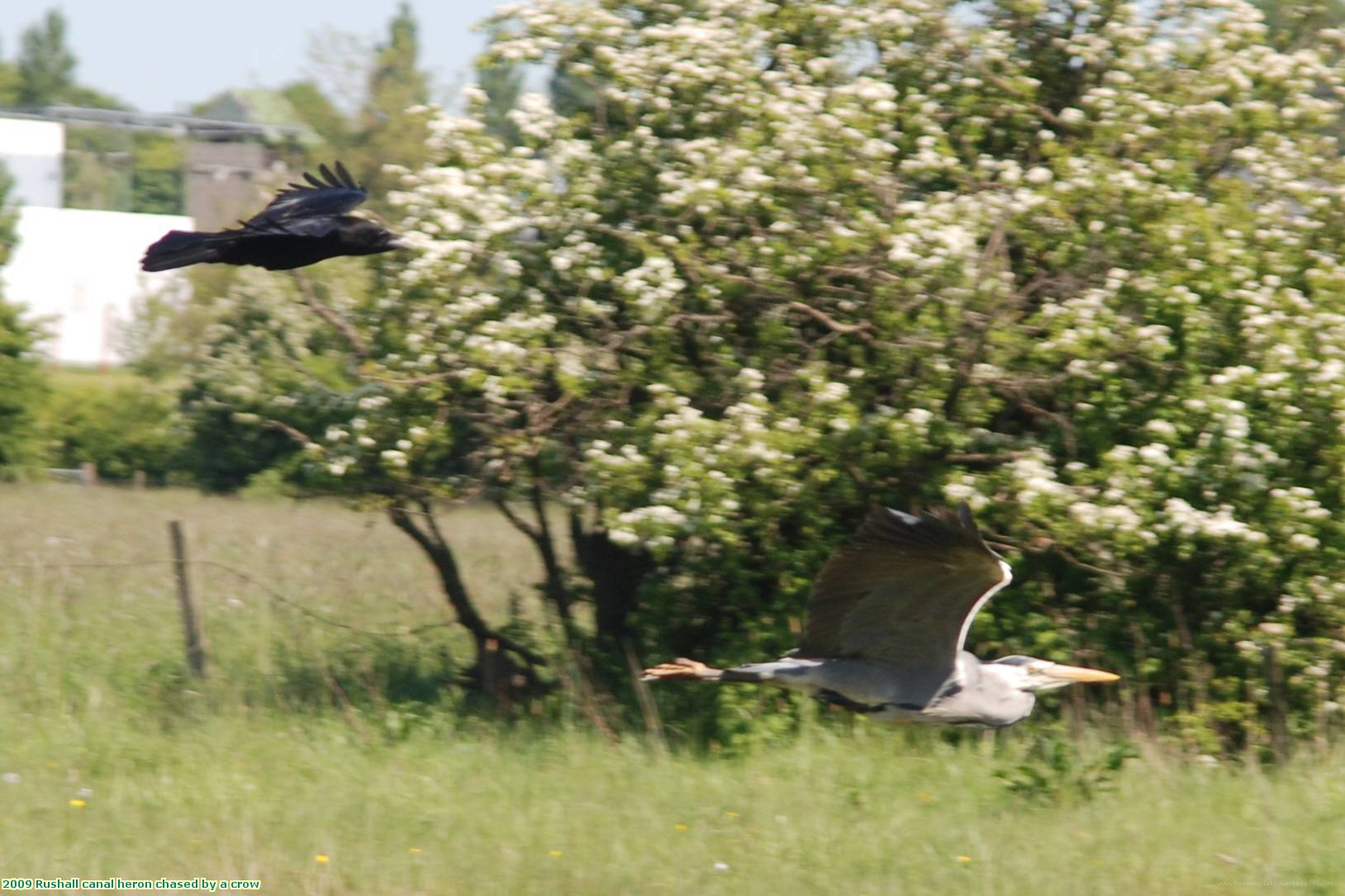 2009 Rushall canal heron chased by a crow