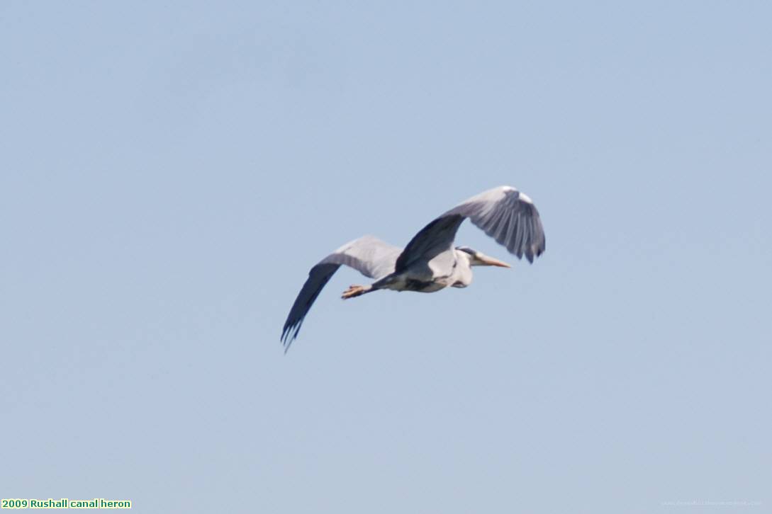 2009 Rushall canal heron