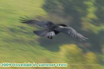  dove2 2009 Dovedale in summer crow