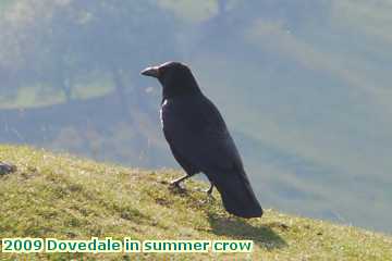  dove2 2009 Dovedale in summer crow