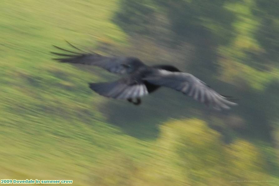 2009 Dovedale in summer crow