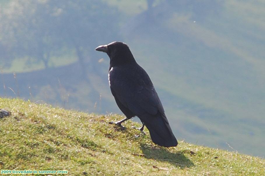 2009 Dovedale in summer crow