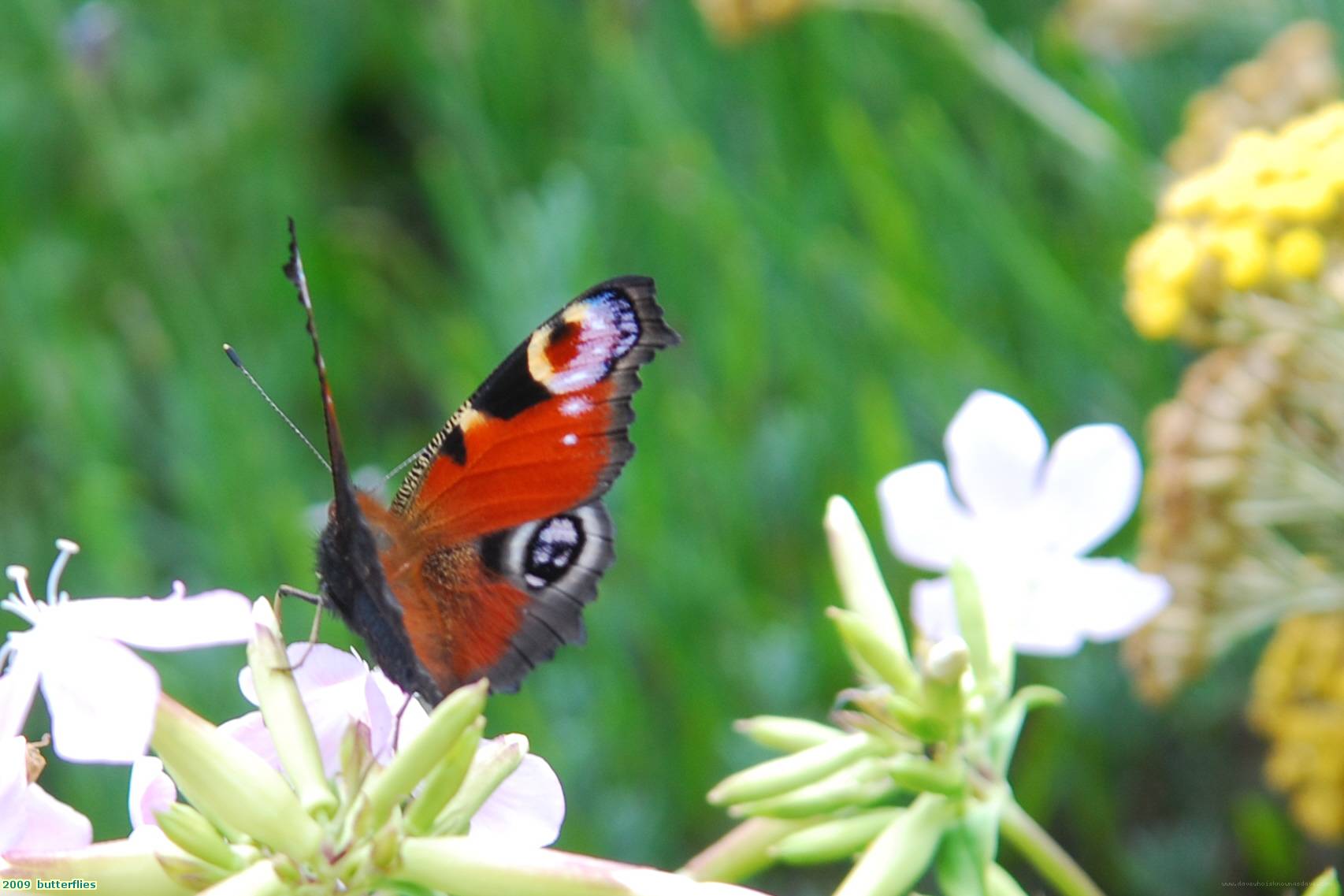 2009  butterflies