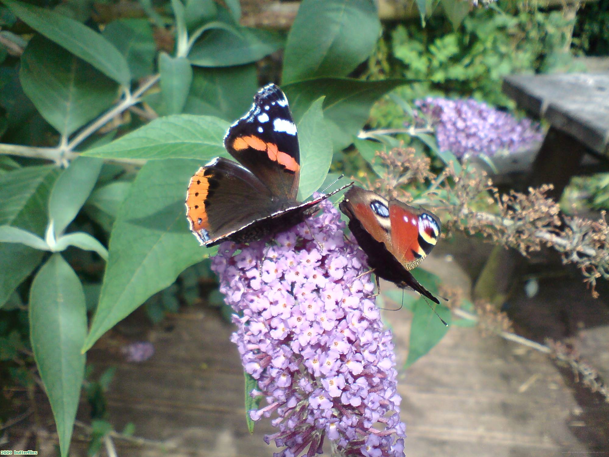 2009  butterflies