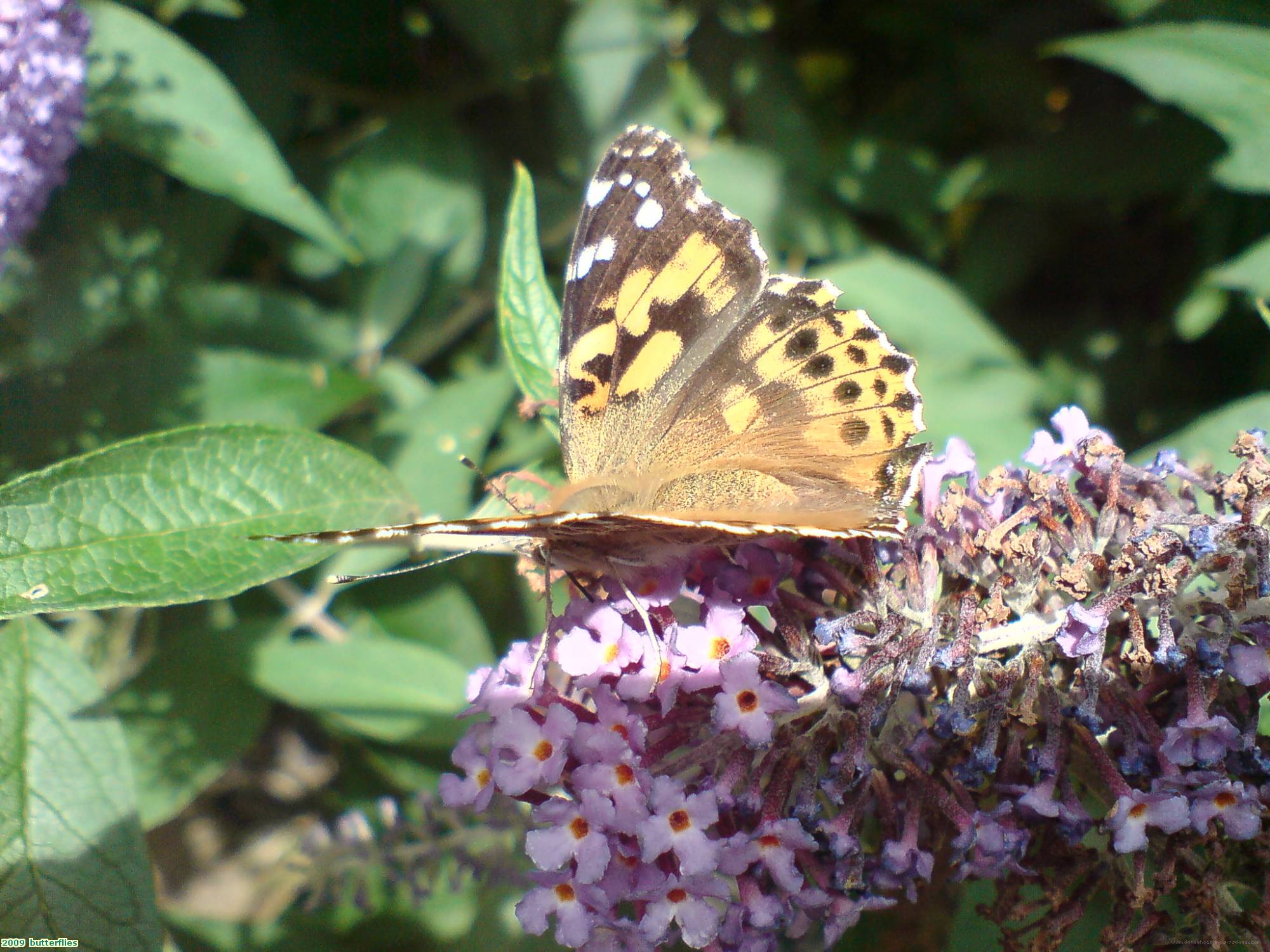 2009  butterflies