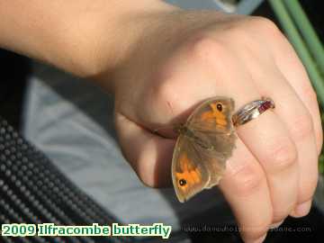  ilf 2009 Ilfracombe butterfly