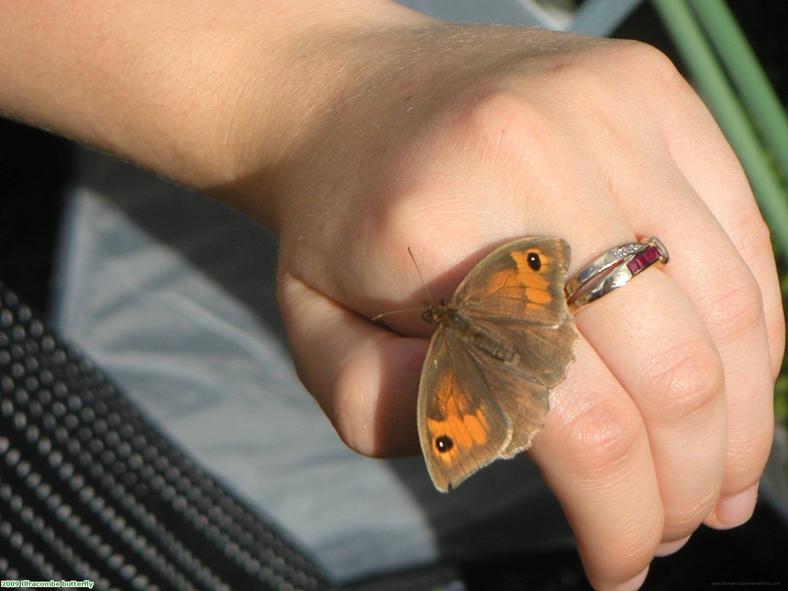 2009 Ilfracombe butterfly