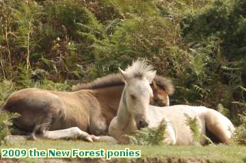  new 2009 the New Forest ponies