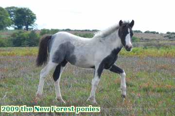  new 2009 the New Forest ponies