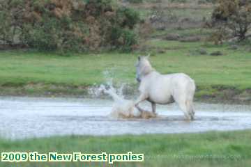  new 2009 the New Forest ponies