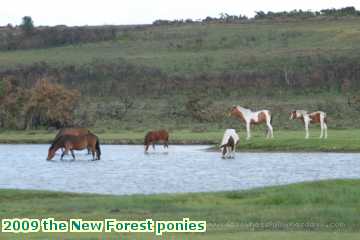  new 2009 the New Forest ponies