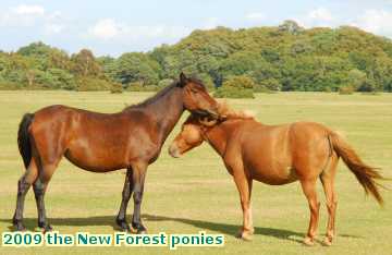  new 2009 the New Forest ponies