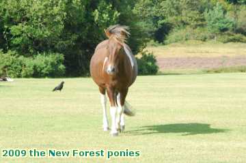  new 2009 the New Forest ponies