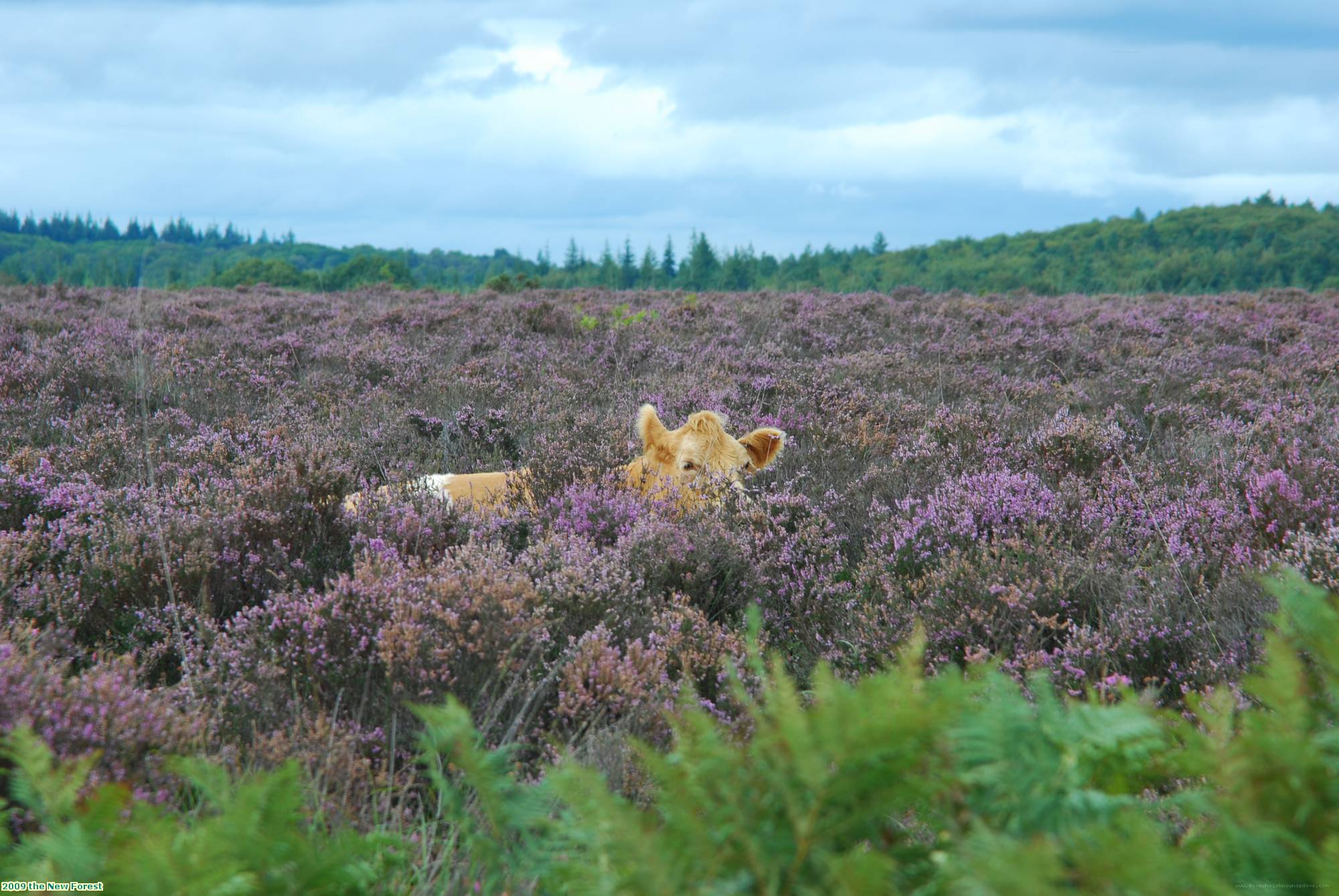 2009 the New Forest