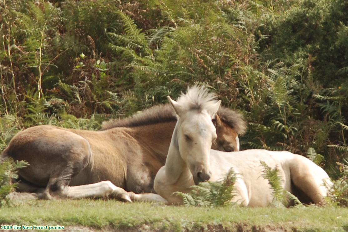 2009 the New Forest ponies