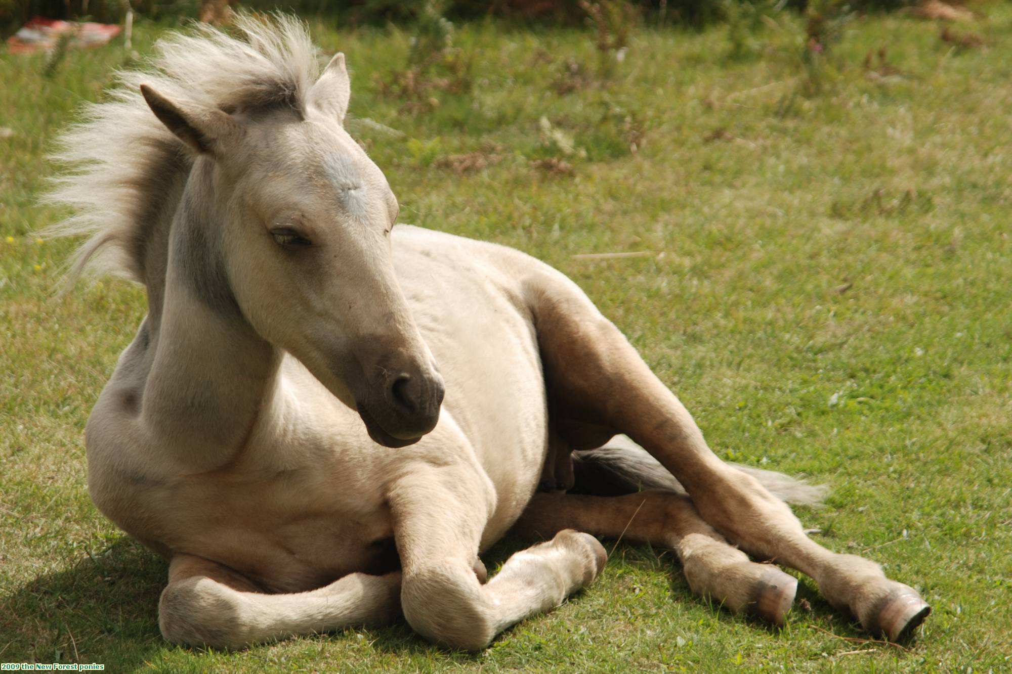 2009 the New Forest ponies