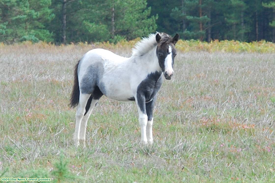 2009 the New Forest ponies