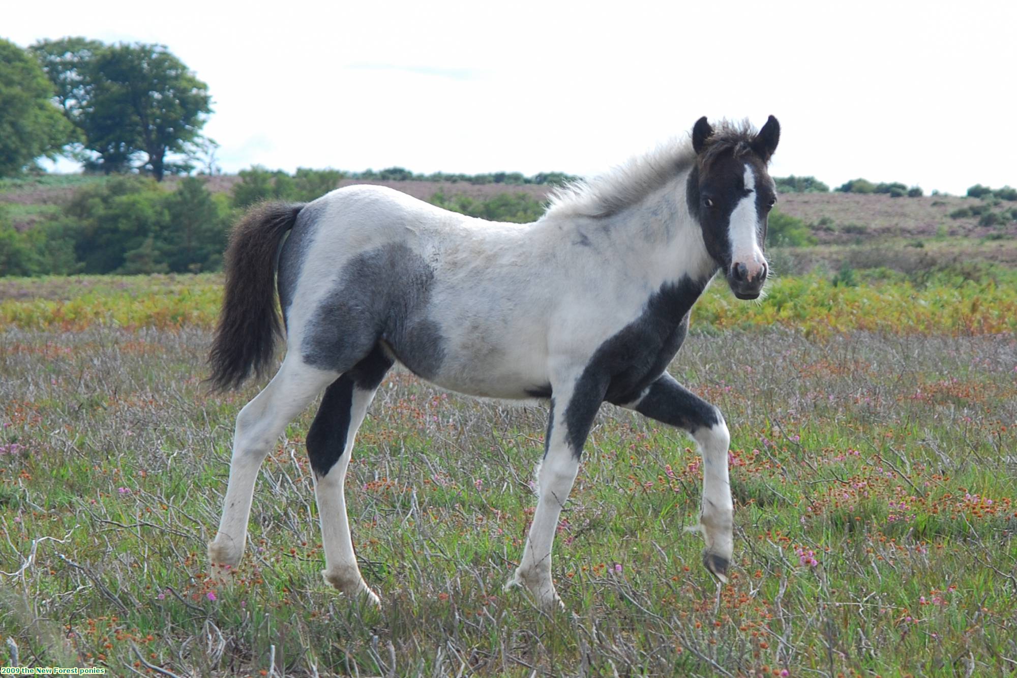 2009 the New Forest ponies