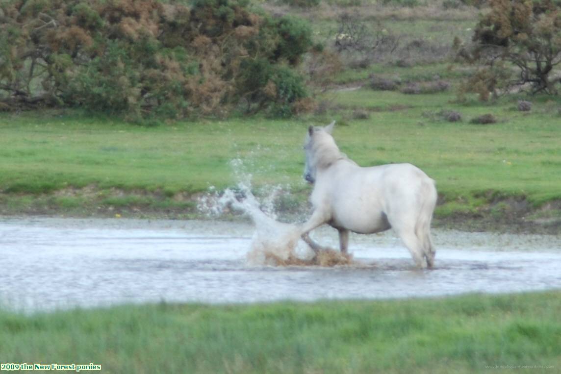 2009 the New Forest ponies