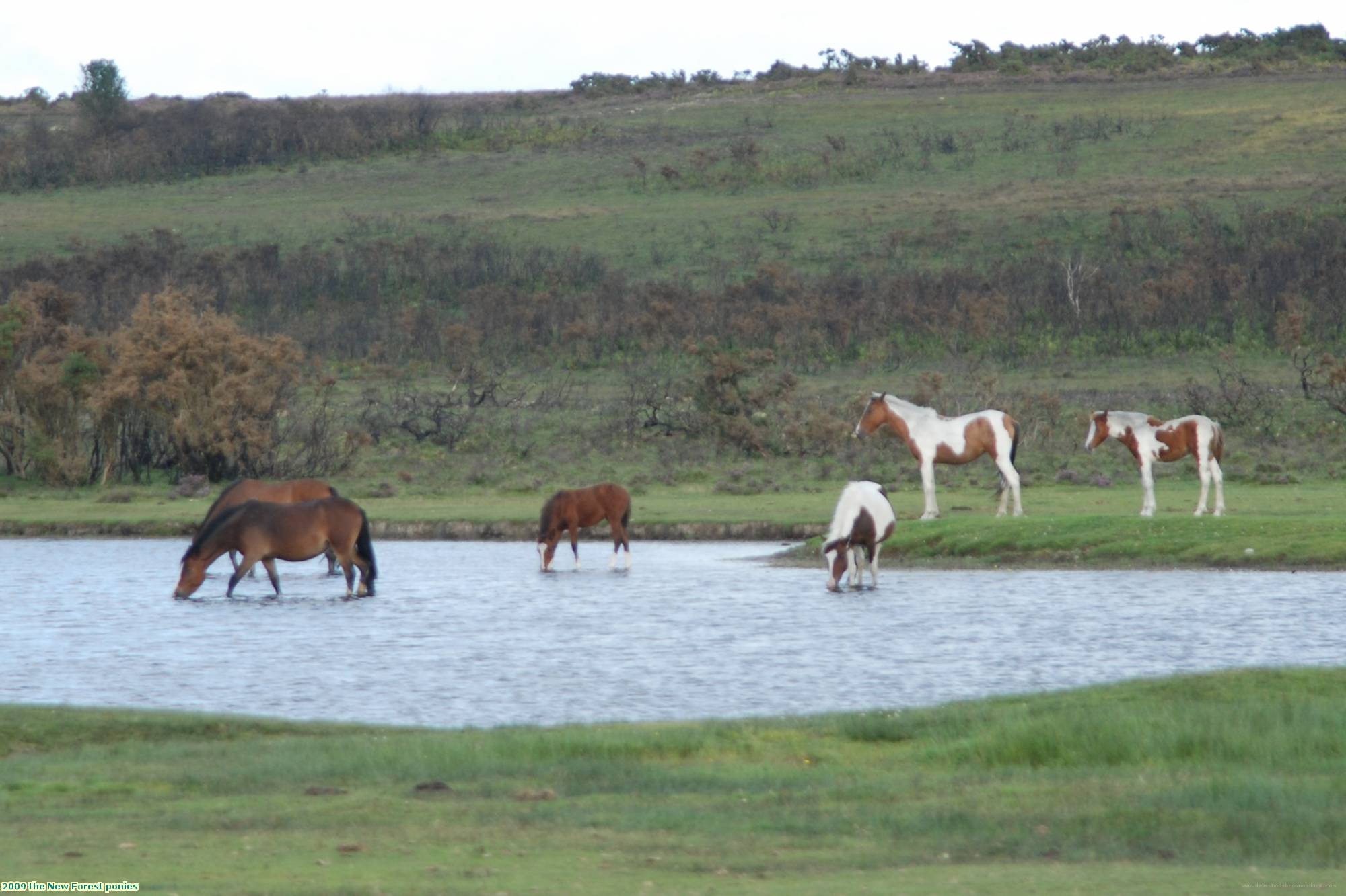 2009 the New Forest ponies