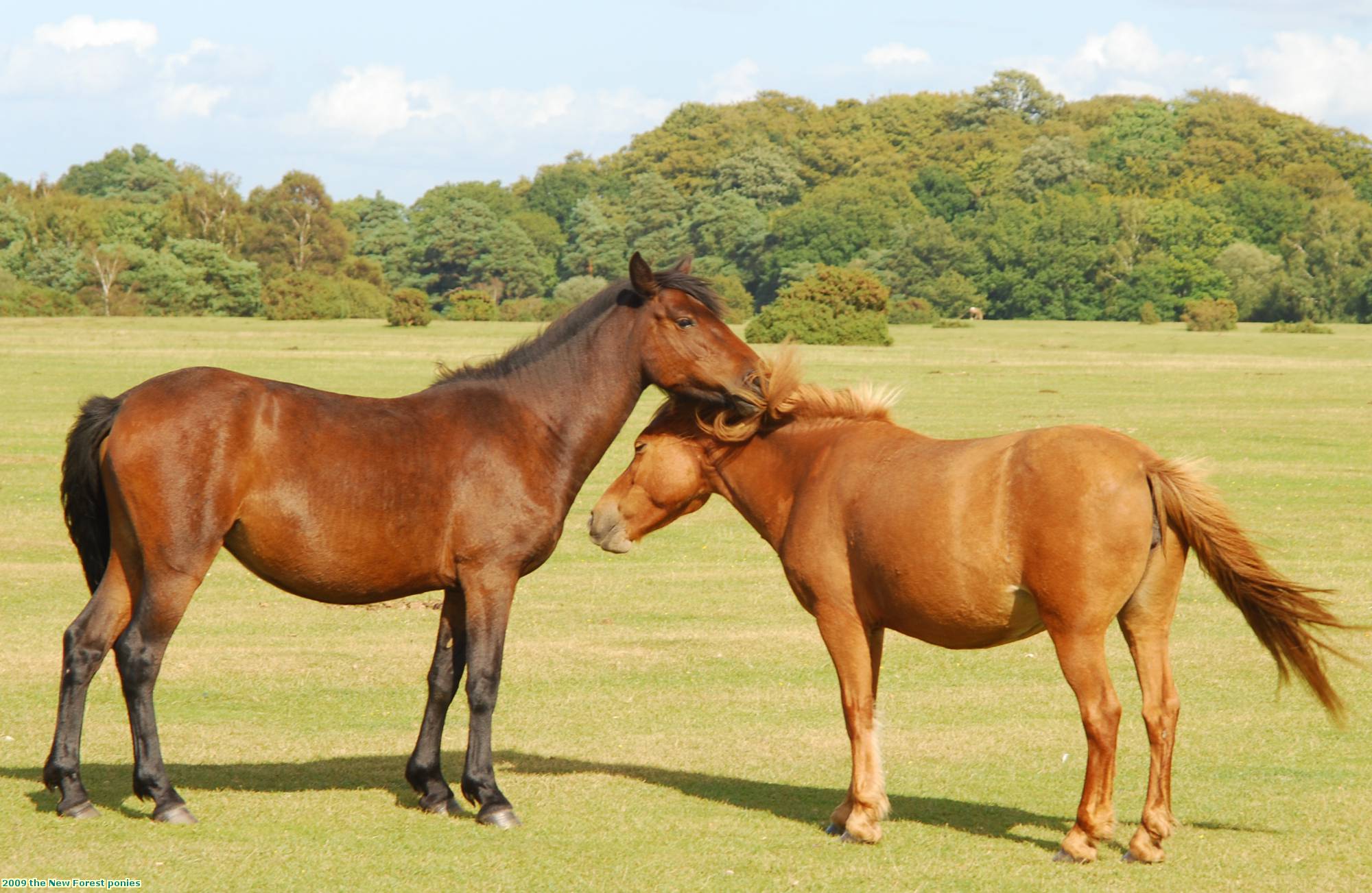 2009 the New Forest ponies