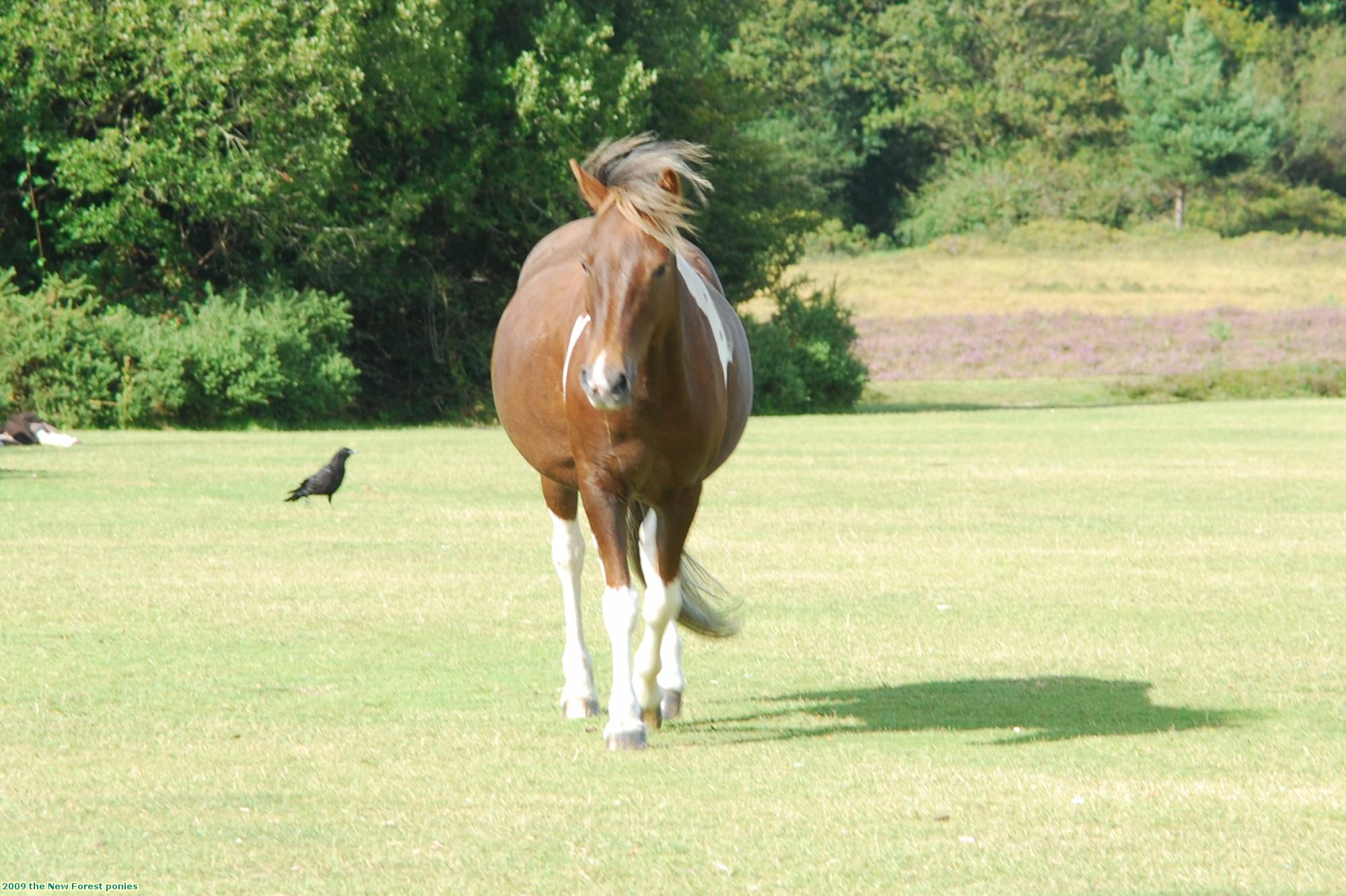 2009 the New Forest ponies