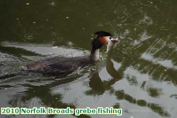  broads 2010 Norfolk Broads grebe fishing