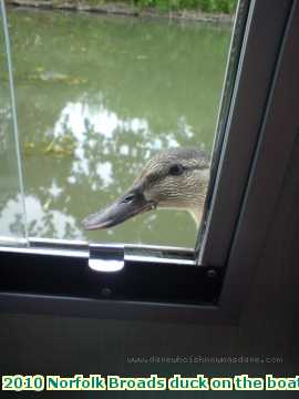  broads 2010 Norfolk Broads duck on the boat