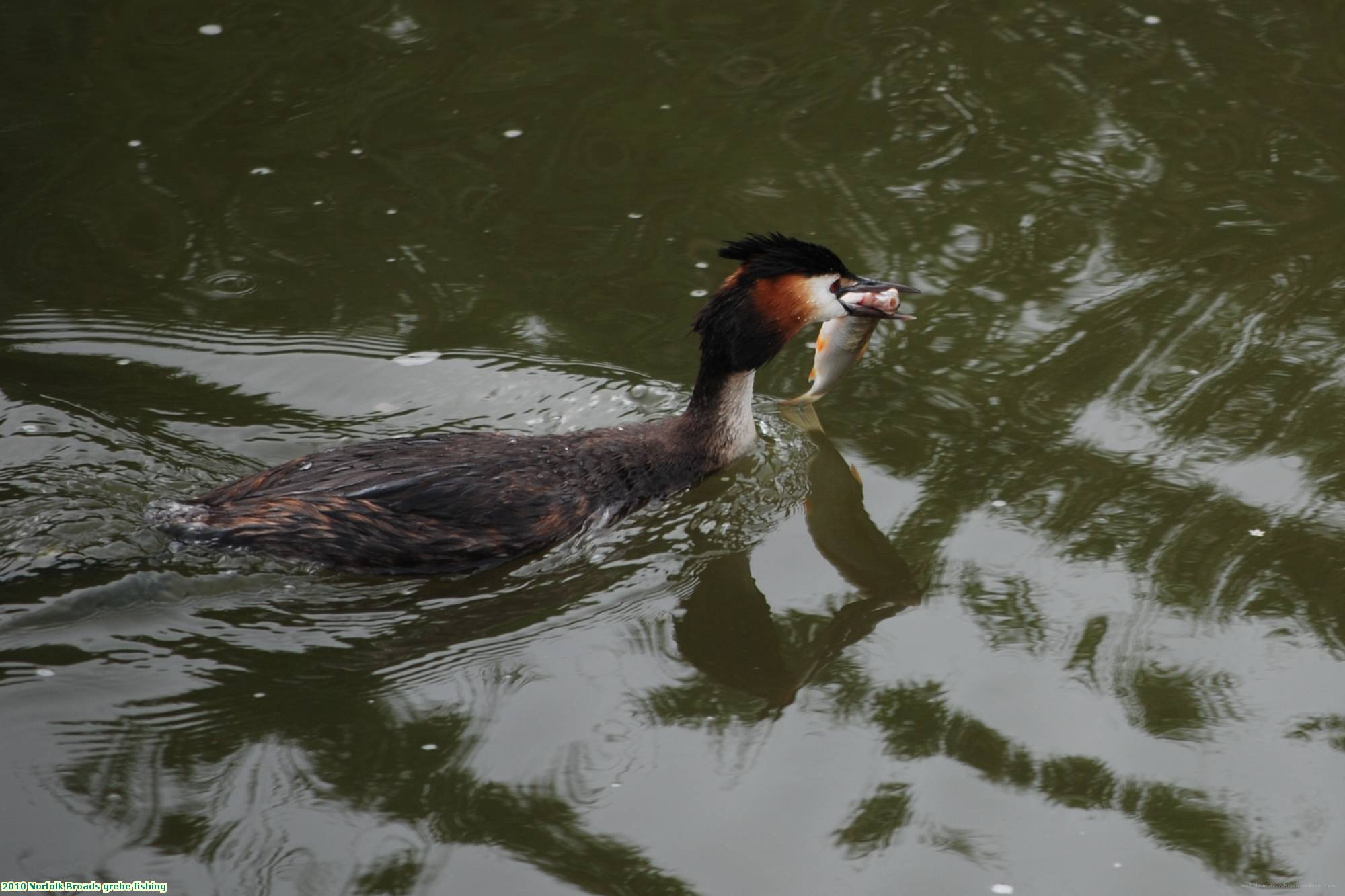 2010 Norfolk Broads grebe fishing