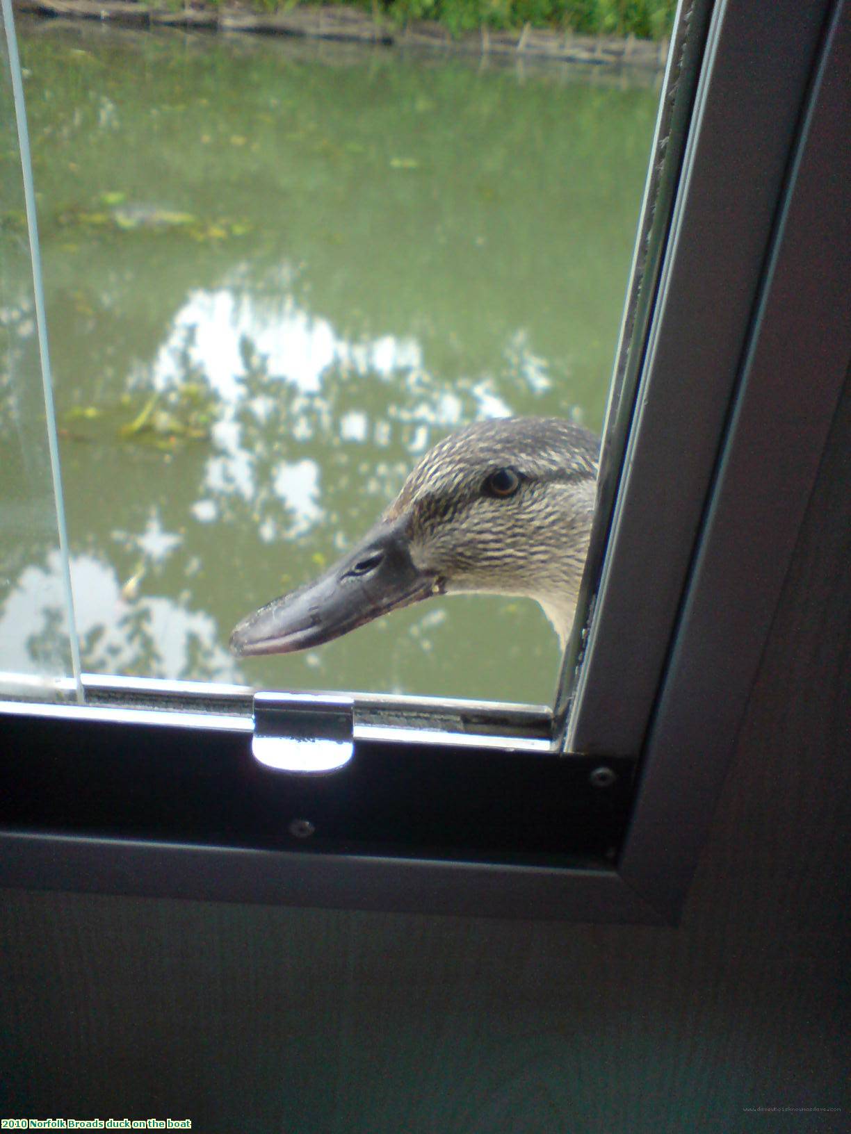 2010 Norfolk Broads duck on the boat