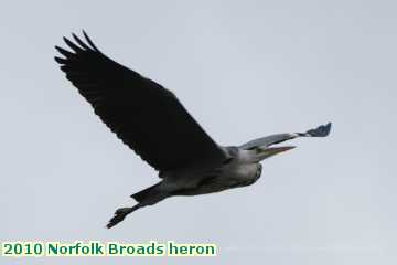  broads2 2010 Norfolk Broads heron