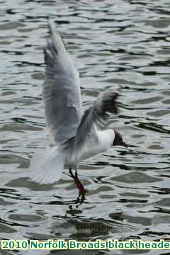  broads2 2010 Norfolk Broads black headed gull