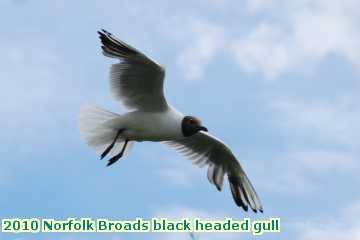  broads2 2010 Norfolk Broads black headed gull