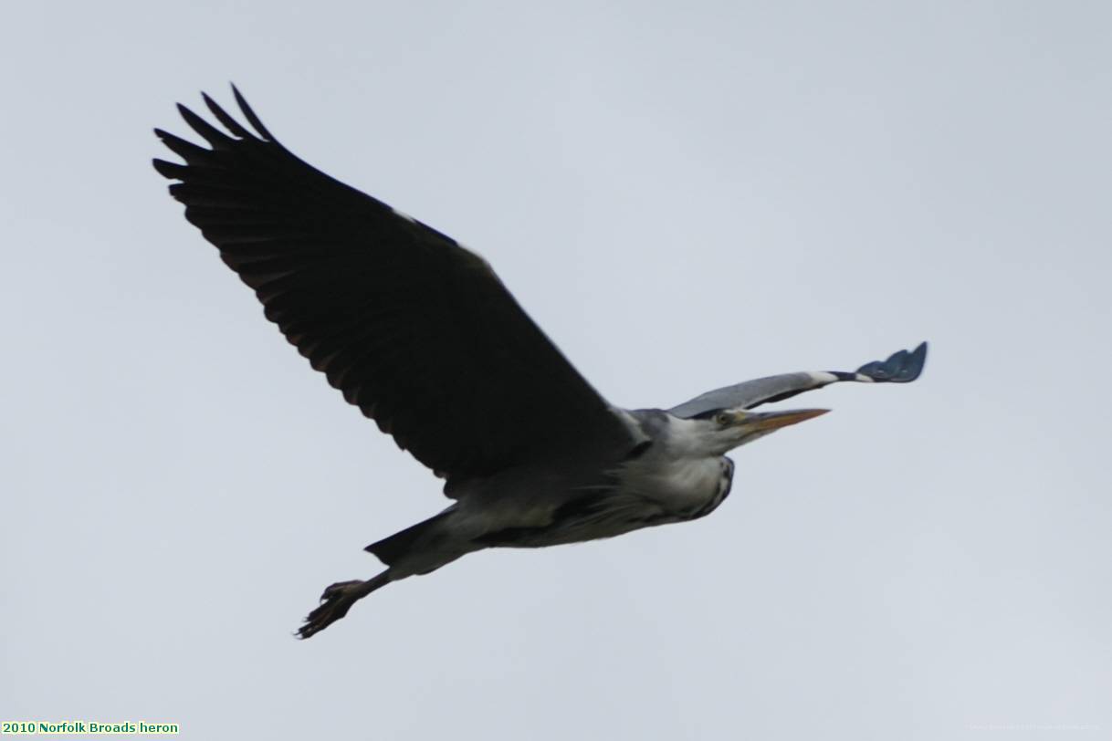 2010 Norfolk Broads heron