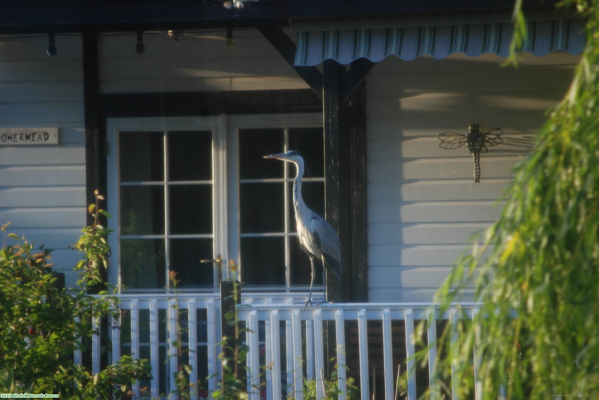 2010 Norfolk Broads heron