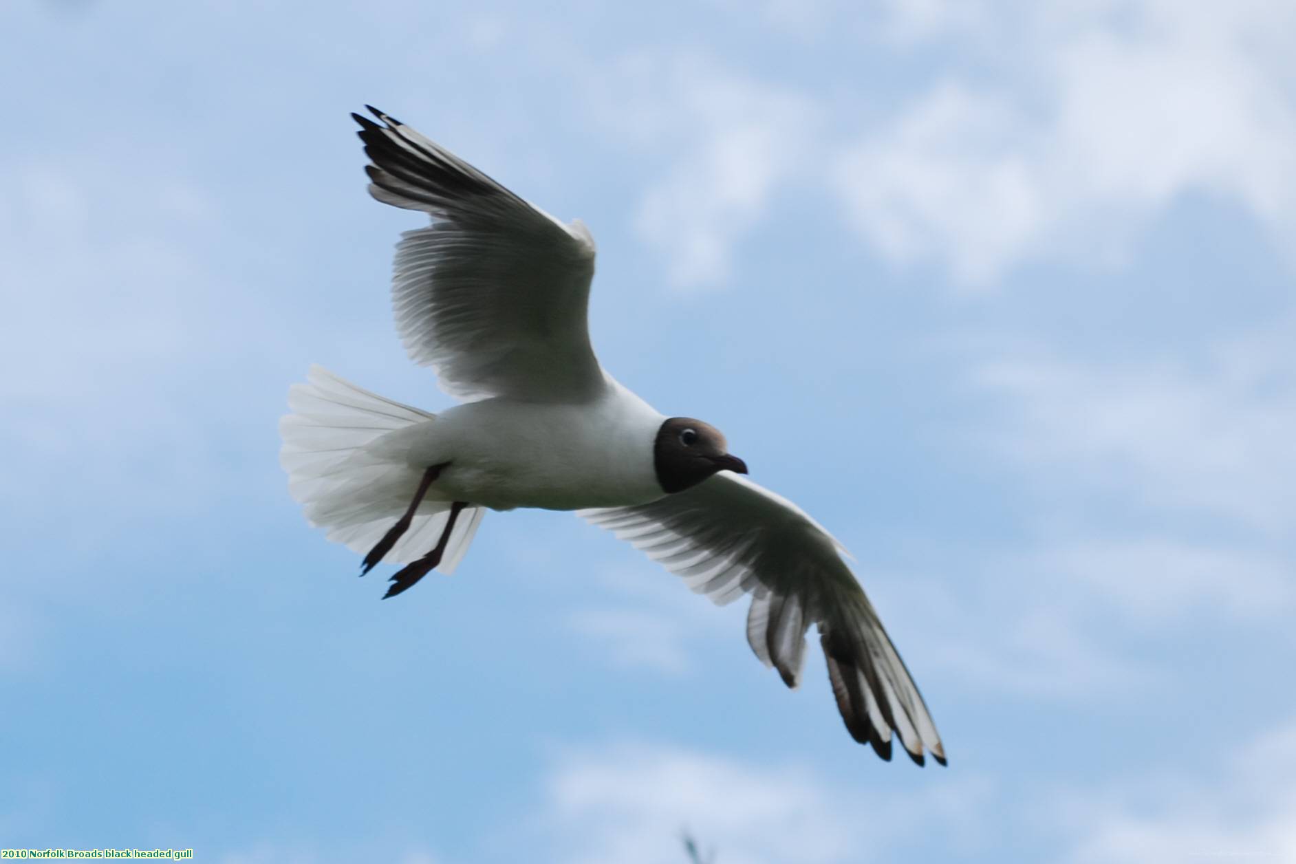 2010 Norfolk Broads black headed gull