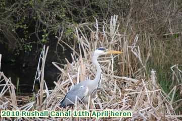  can 2010 Rushall Canal 11th April heron