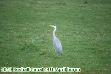  can 2010 Rushall Canal 11th April heron