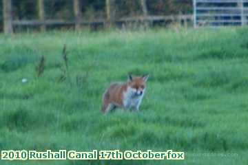  can 2010 Rushall Canal 17th October fox