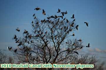  can 2010 Rushall Canal 28th November pigeons