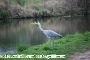  can 2010 Rushall Canal 18th April heron