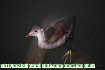  can 2010 Rushall Canal 20th June moorhen chick