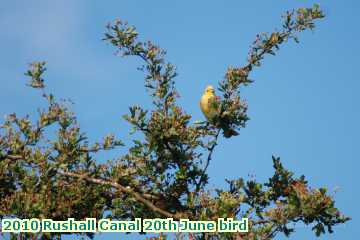  can 2010 Rushall Canal 20th June bird