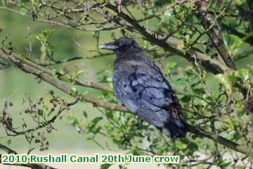  can 2010 Rushall Canal 20th June crow