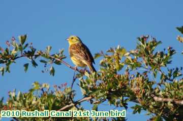  can 2010 Rushall Canal 21st June bird