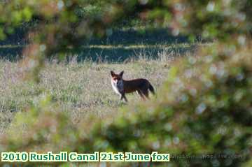  can 2010 Rushall Canal 21st June fox